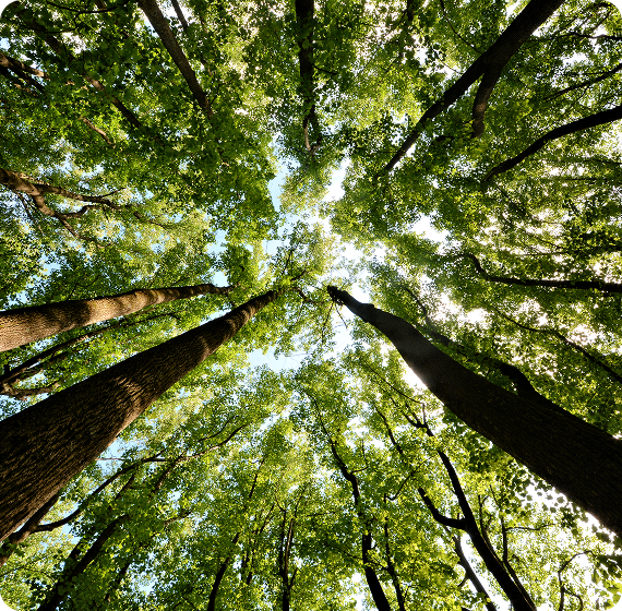 Image of view looking up through tall trees in a green forest.