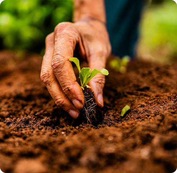 Image of hand planting a small seedling in soil.